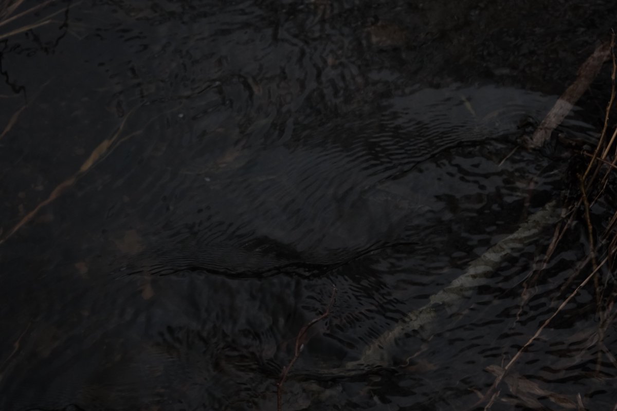 # (@widerdienatur) on Twitter photo 