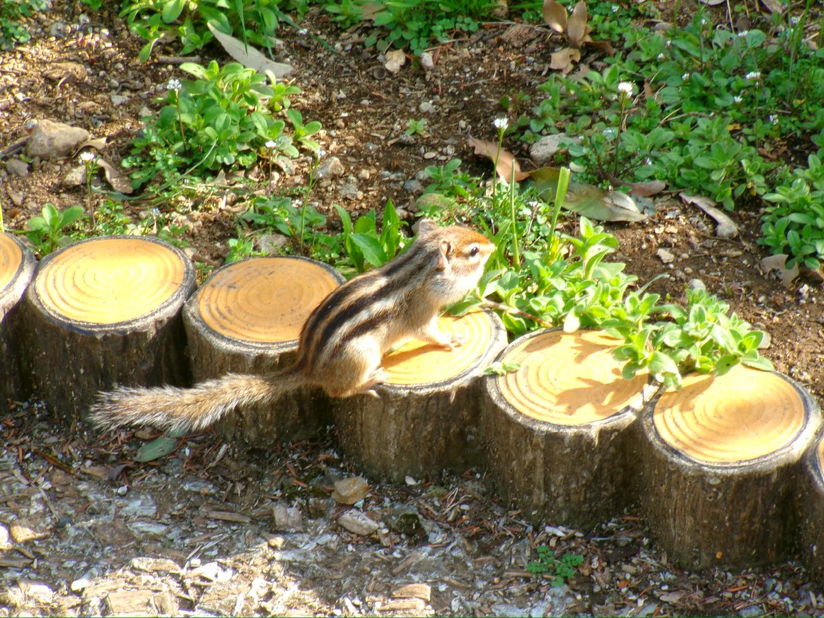 iruka_00_mia's tweet image. リスかわいかったなぁ🐿ˊ˗

#FZ55