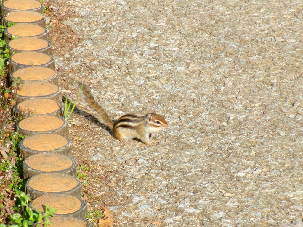 iruka_00_mia's tweet image. リスかわいかったなぁ🐿ˊ˗

#FZ55