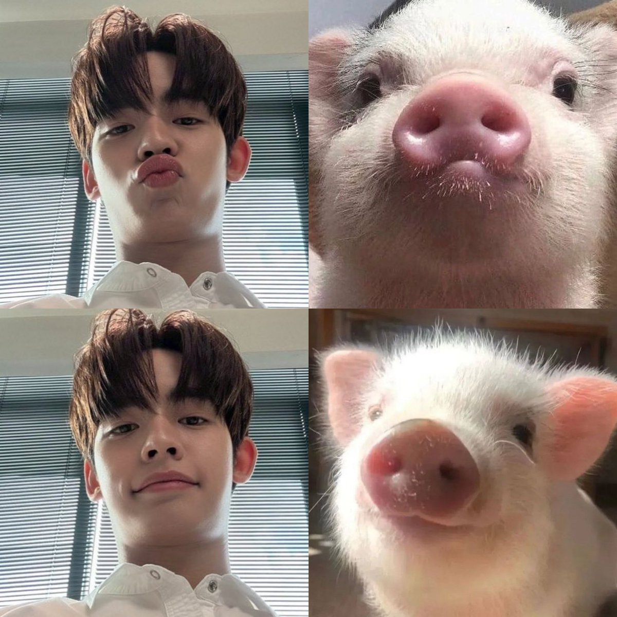 teeporneverdie's tweet photo. หิวหมุ แถวนี้มีหมุให้กิมมั้ยคับ ( ˃ 🐽 ˂ )

DUANG WITH YOU EP7
#ด้วงกับเธอEP7 https://t.co/ayrjevlvgx
