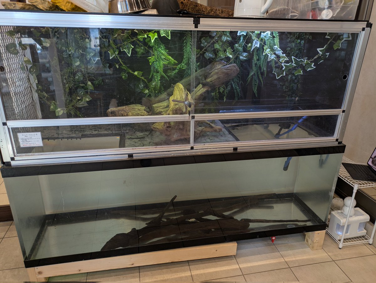 ぐぅさ tweet media