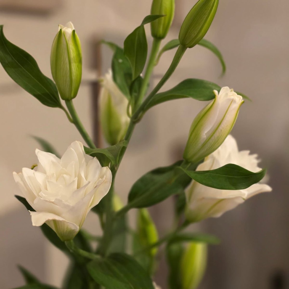 伊藤美恵 Mie Ito tweet media