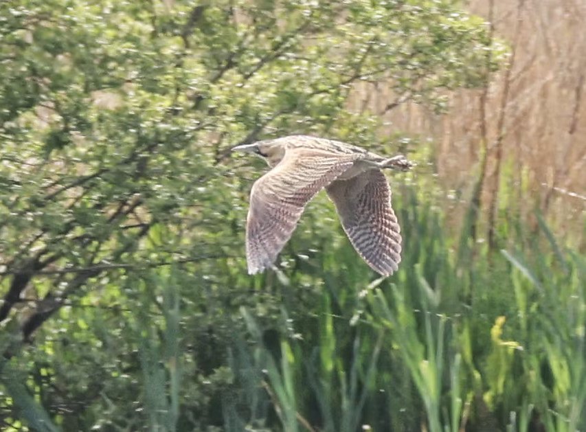 Magic Moments with Birds tweet media