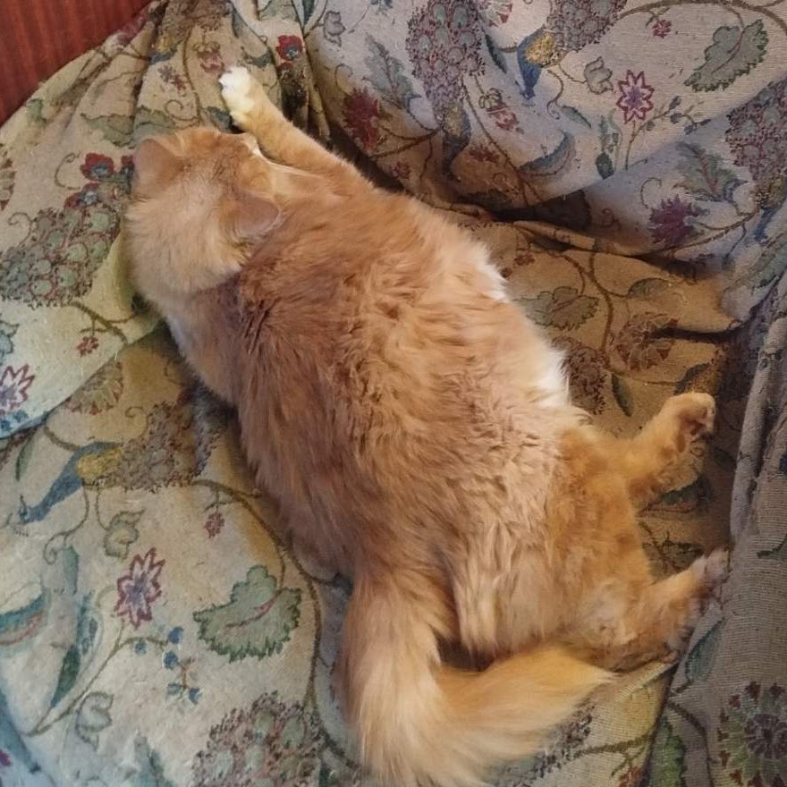 Кот Шурик из Беловежской пущи и его большая семья tweet media