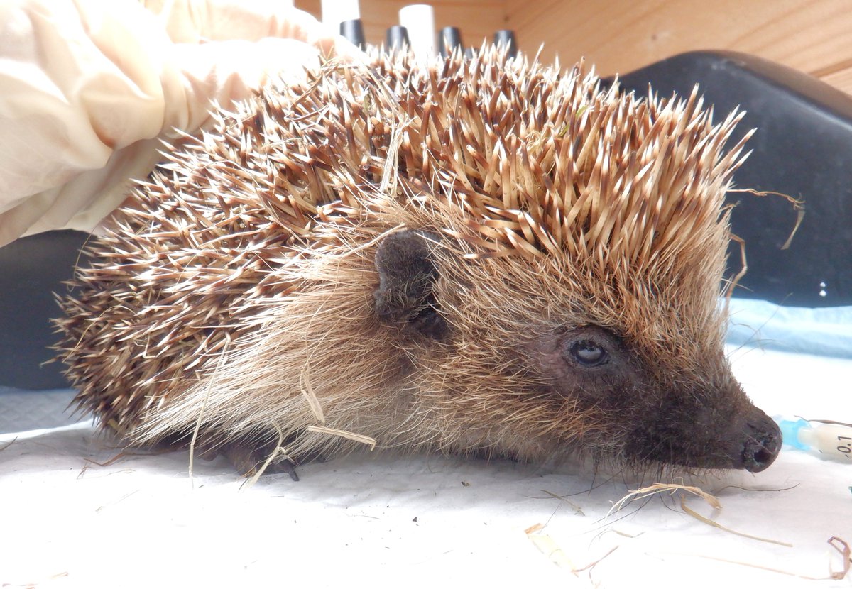 Hedgehog Cabin tweet media