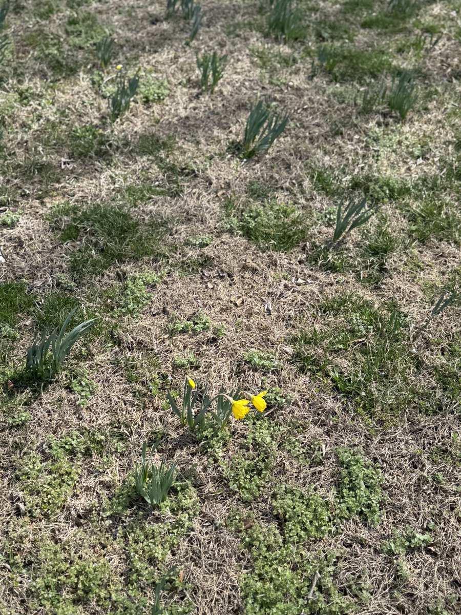 Susan Page tweet media