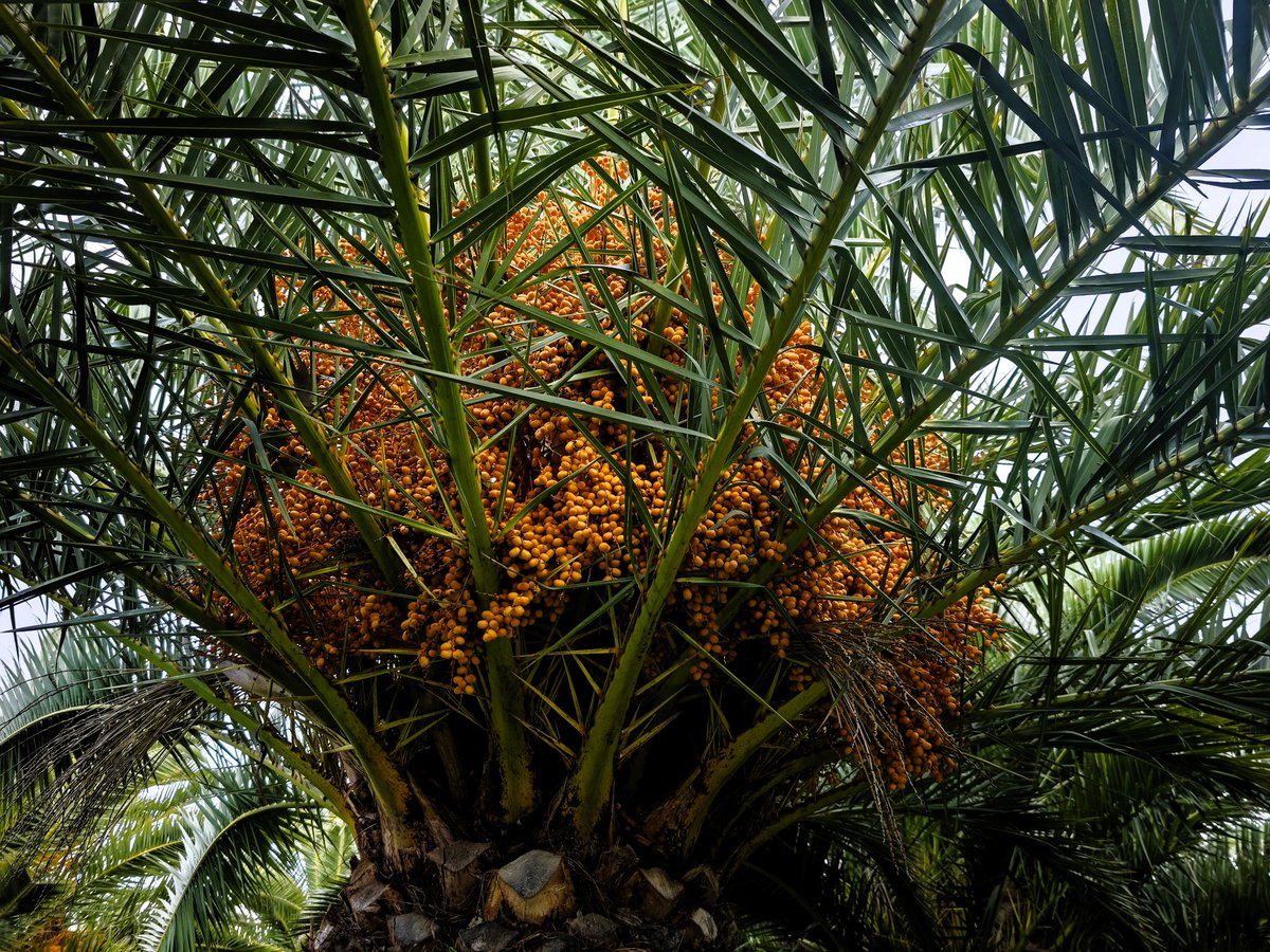 KatySnchez's tweet photo. Palmera  canaria con un gran racimo de fritos  # #frutos #palmera #hacerfotos https://t.co/GAns6AZERb