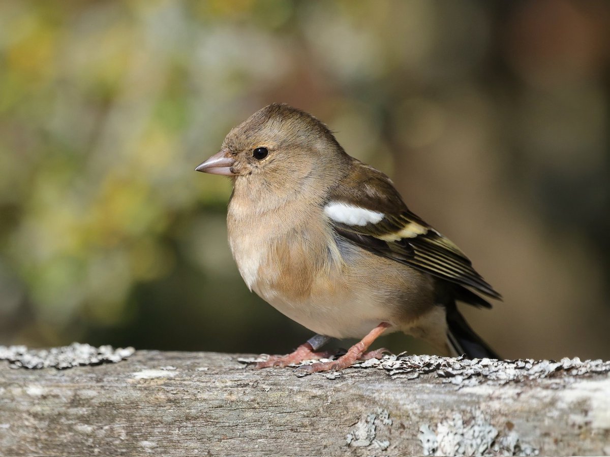 Ruth Watson tweet media