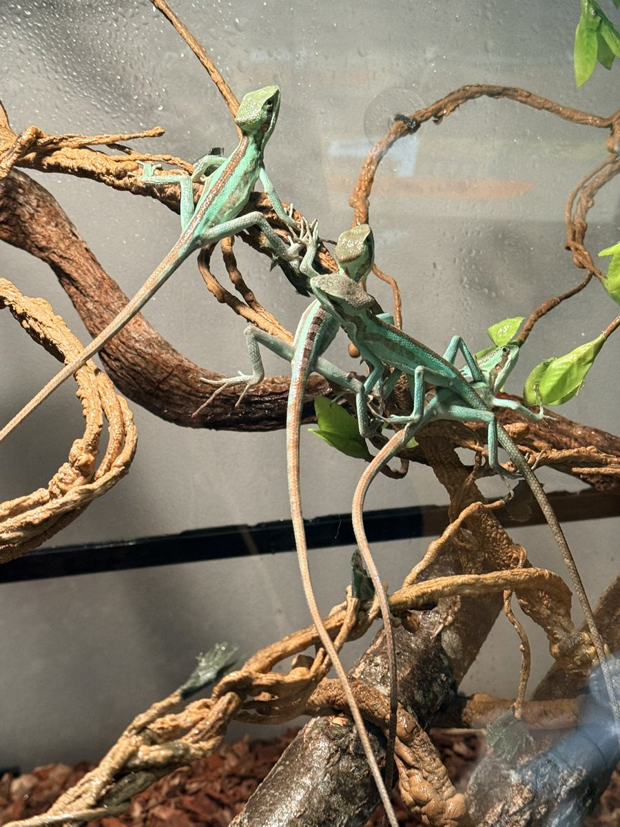 量角器 tweet media