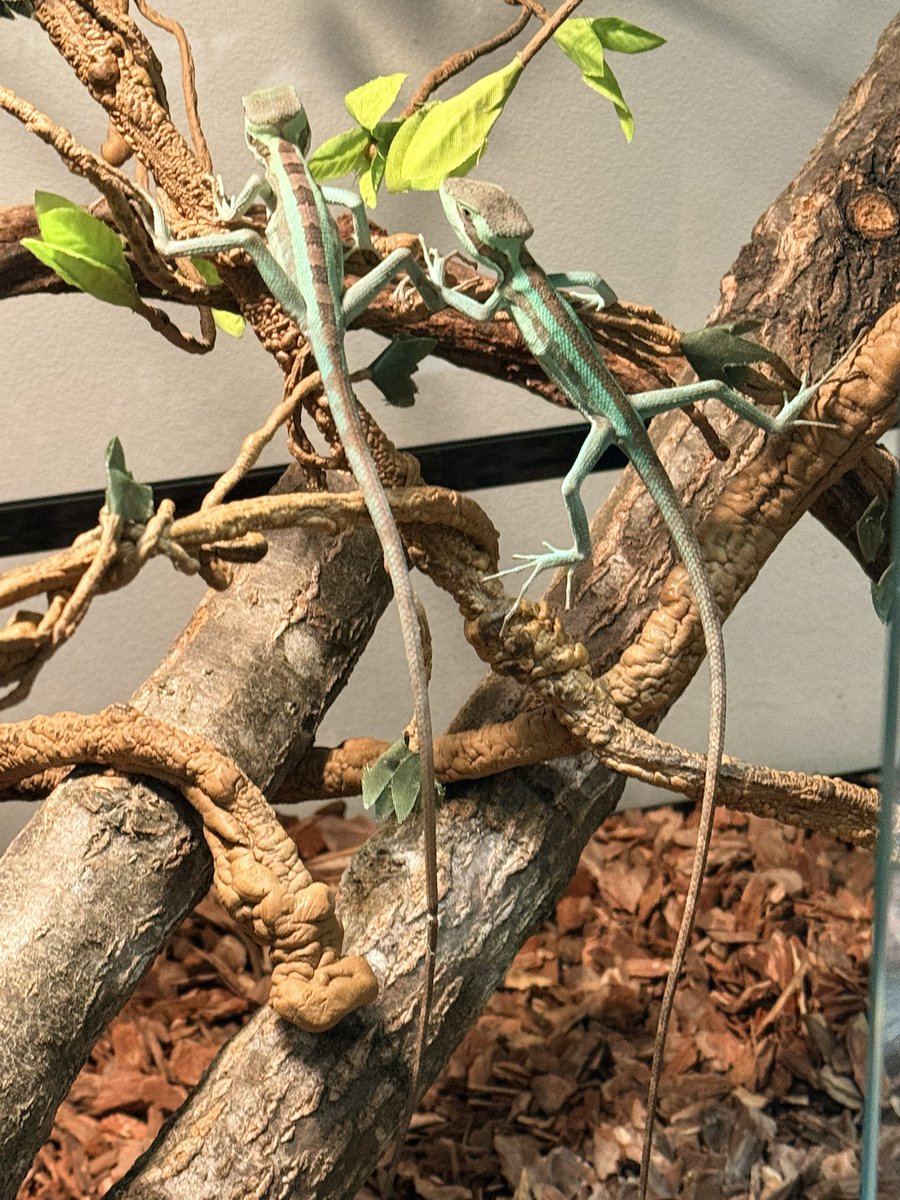 量角器 tweet media