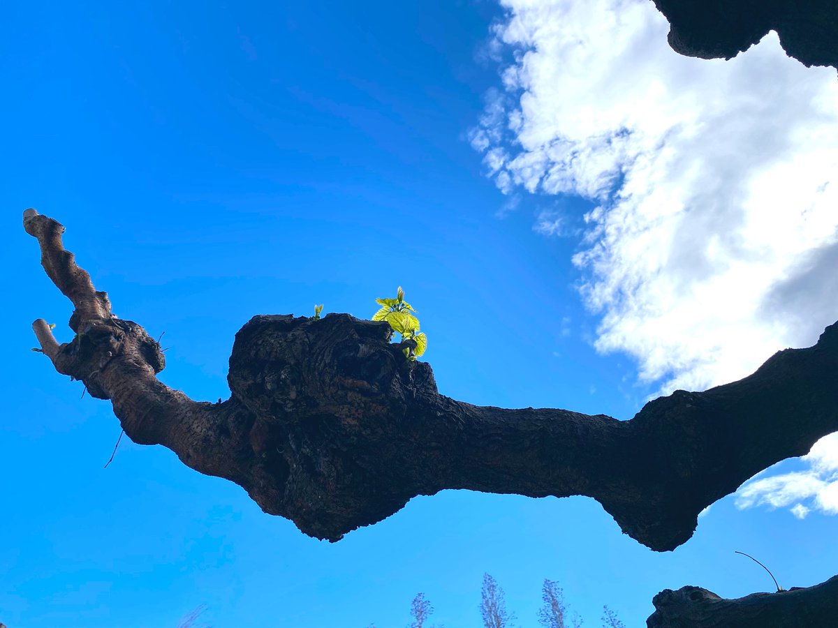 Gemma Busquets Ros tweet media