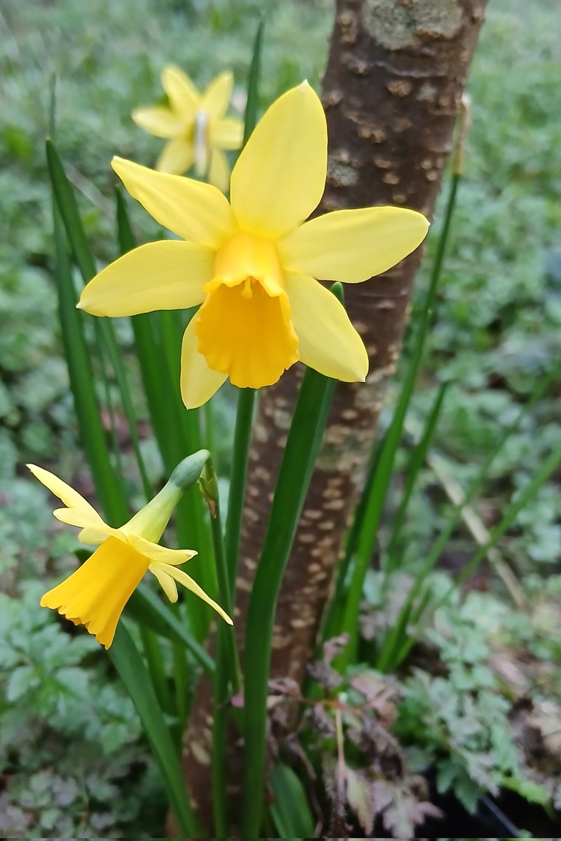 Suzanne Coleman tweet media