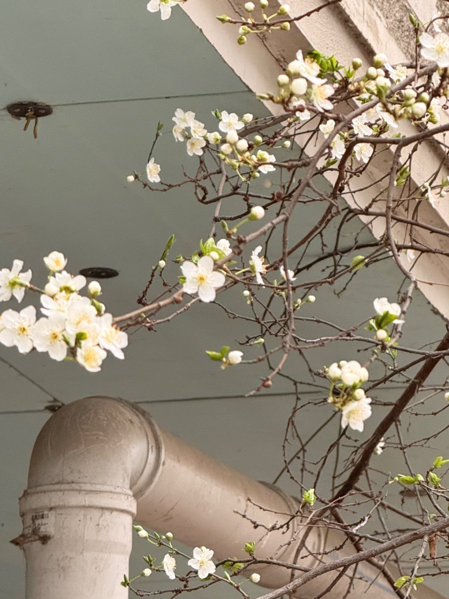 Sebnem Arslan tweet media