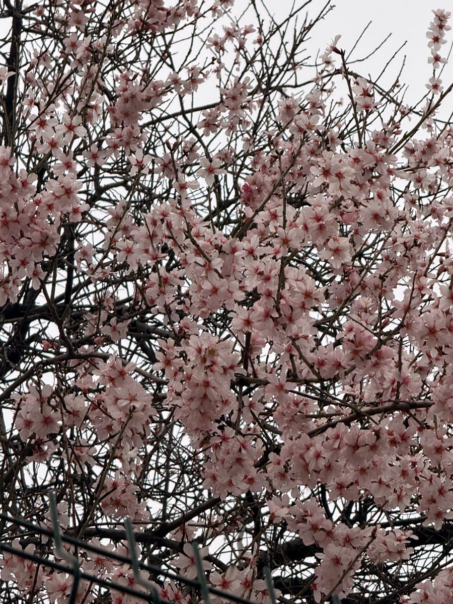 Sebnem Arslan tweet media