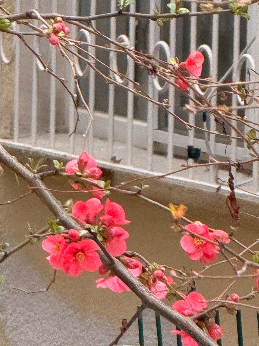 Sebnem Arslan tweet media