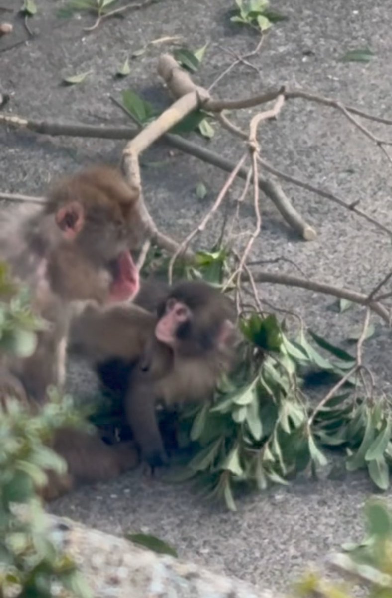 Vina Verde🎙️🎧🎸 || streaming LABUBU 🎵 tweet media