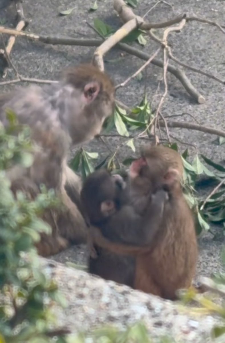 Vina Verde🎙️🎧🎸 || streaming LABUBU 🎵 tweet media