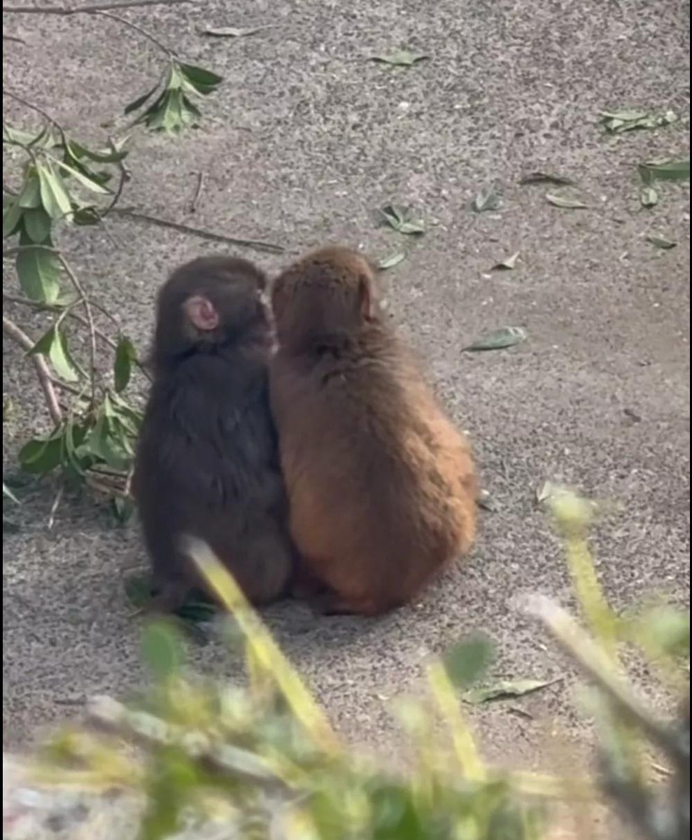 Vina Verde🎙️🎧🎸 || streaming LABUBU 🎵 tweet media