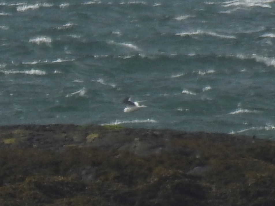 Frank Cavanagh tweet media