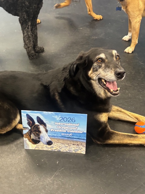 GREY2K USA Worldwide tweet media