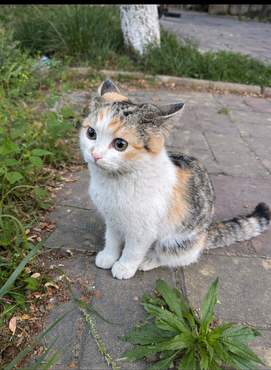 ᴅᴇsᴛᴀɴsıᴢ ᴇʙʀᴜ tweet media