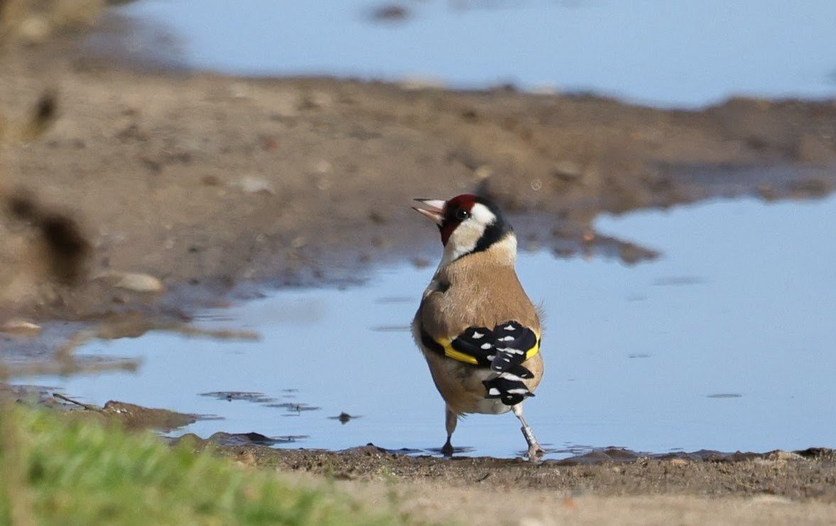 Ruth Watson tweet media