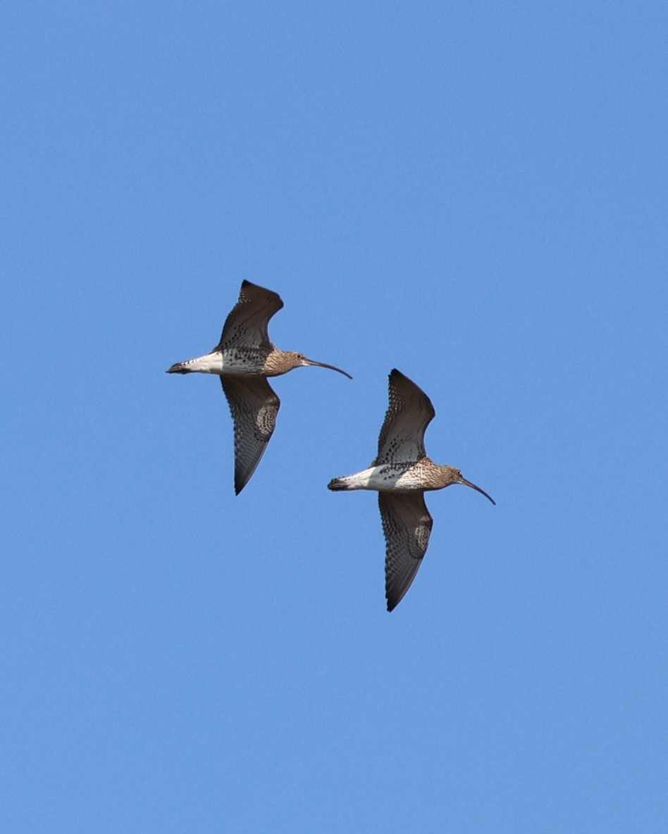 Ruth Watson tweet media