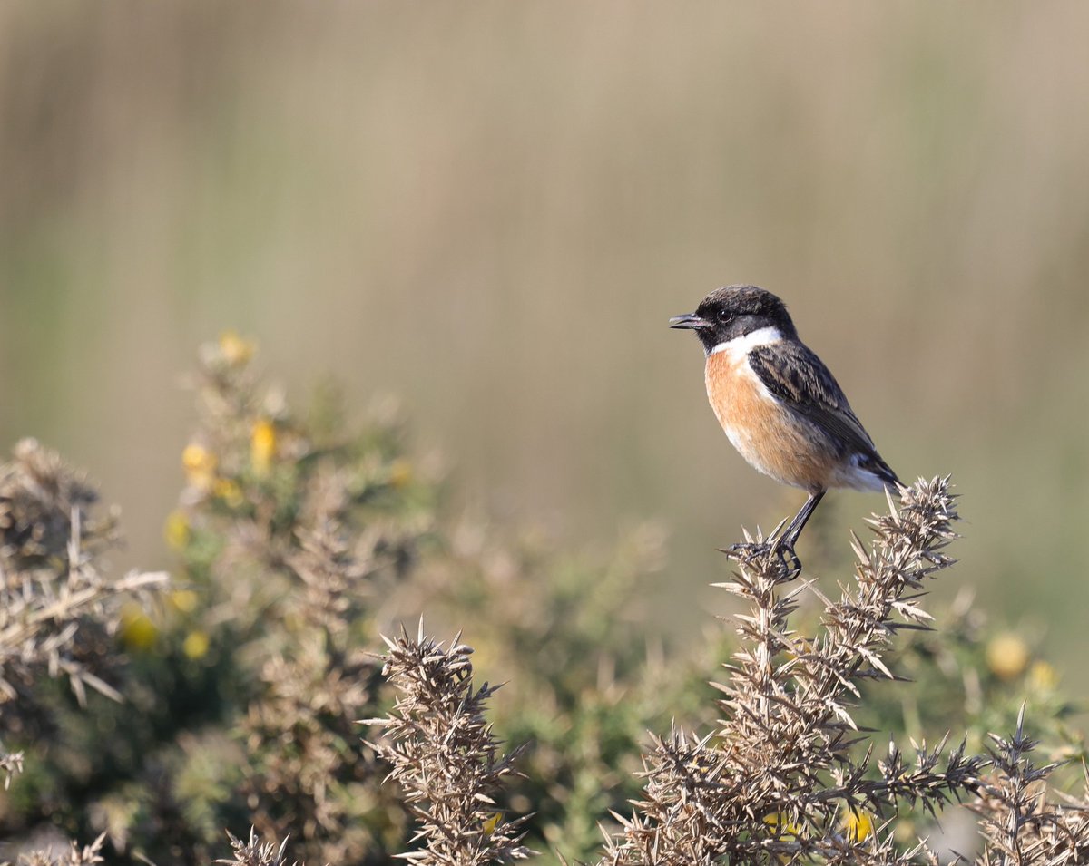 Ruth Watson tweet media