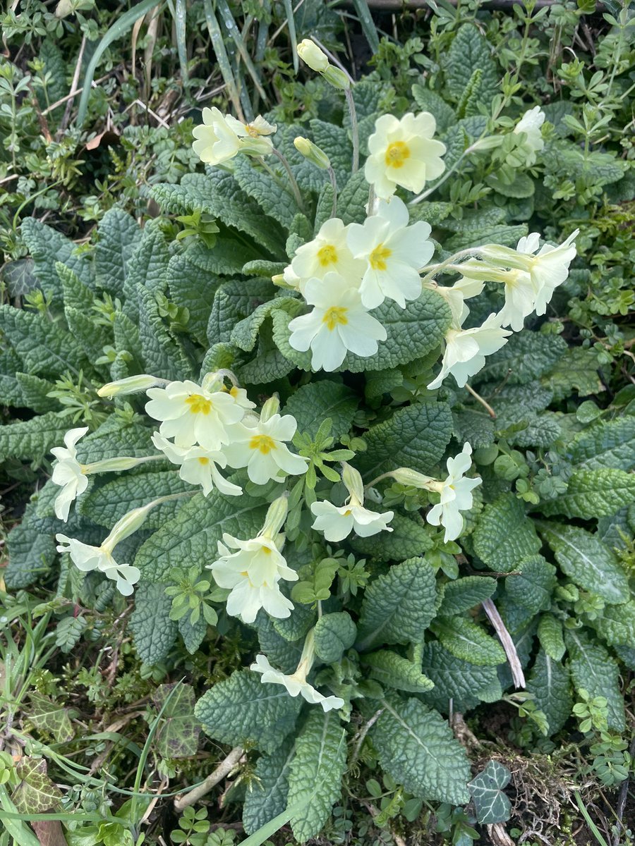 GayeMoore tweet media