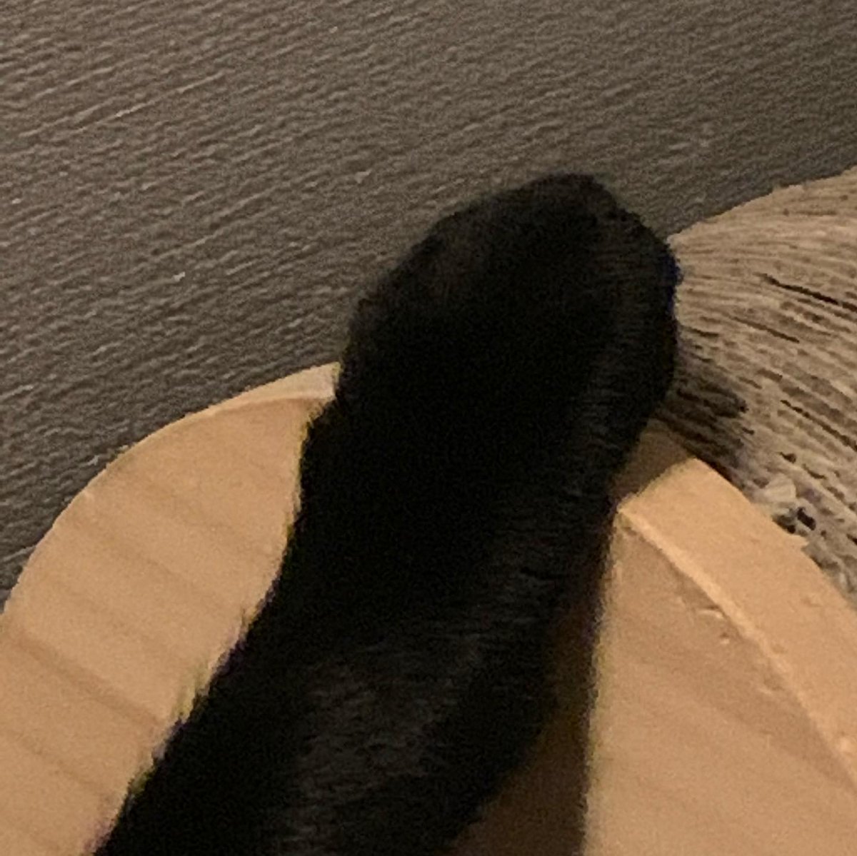 🐈‍⬛ tweet media