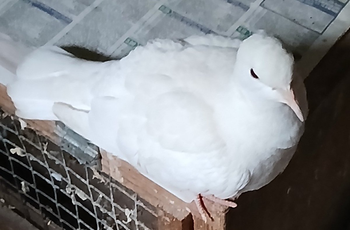 Suzanne Coleman tweet media