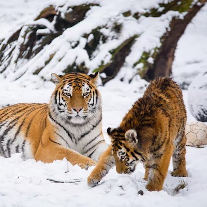 CatGirl Kulak 😻😿 (Anarchonomicon) tweet media