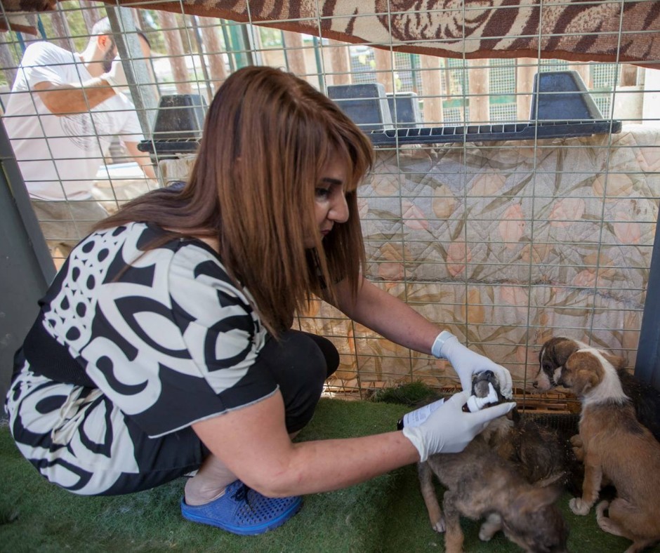 SPCA International tweet media