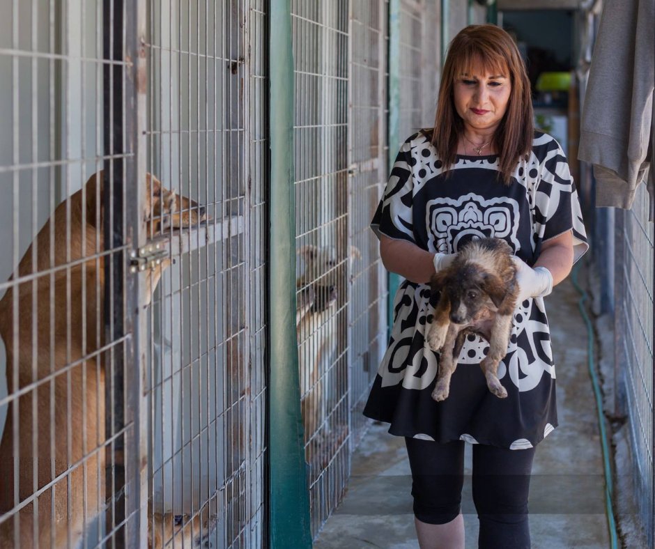 SPCA International tweet media