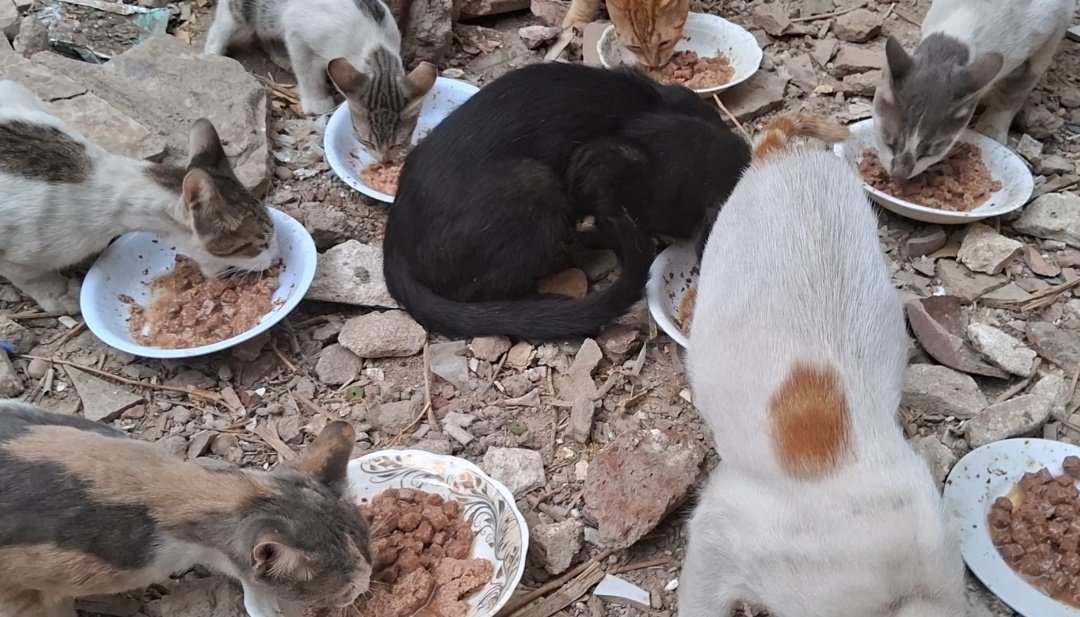 Animal Friends Shelter tweet media