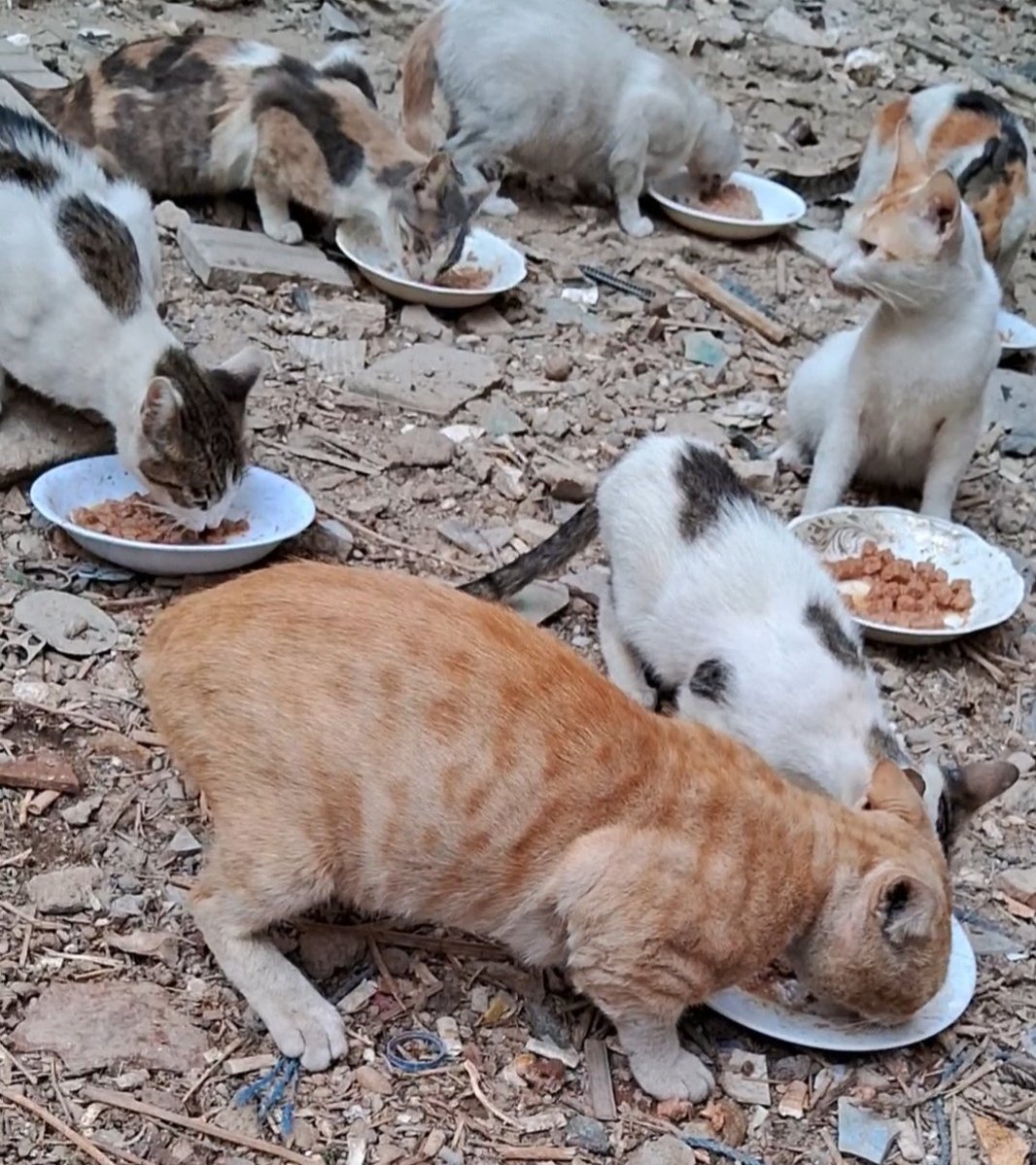 Animal Friends Shelter tweet media