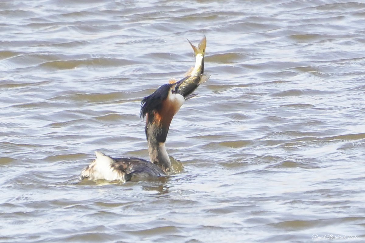 David Borderick tweet media