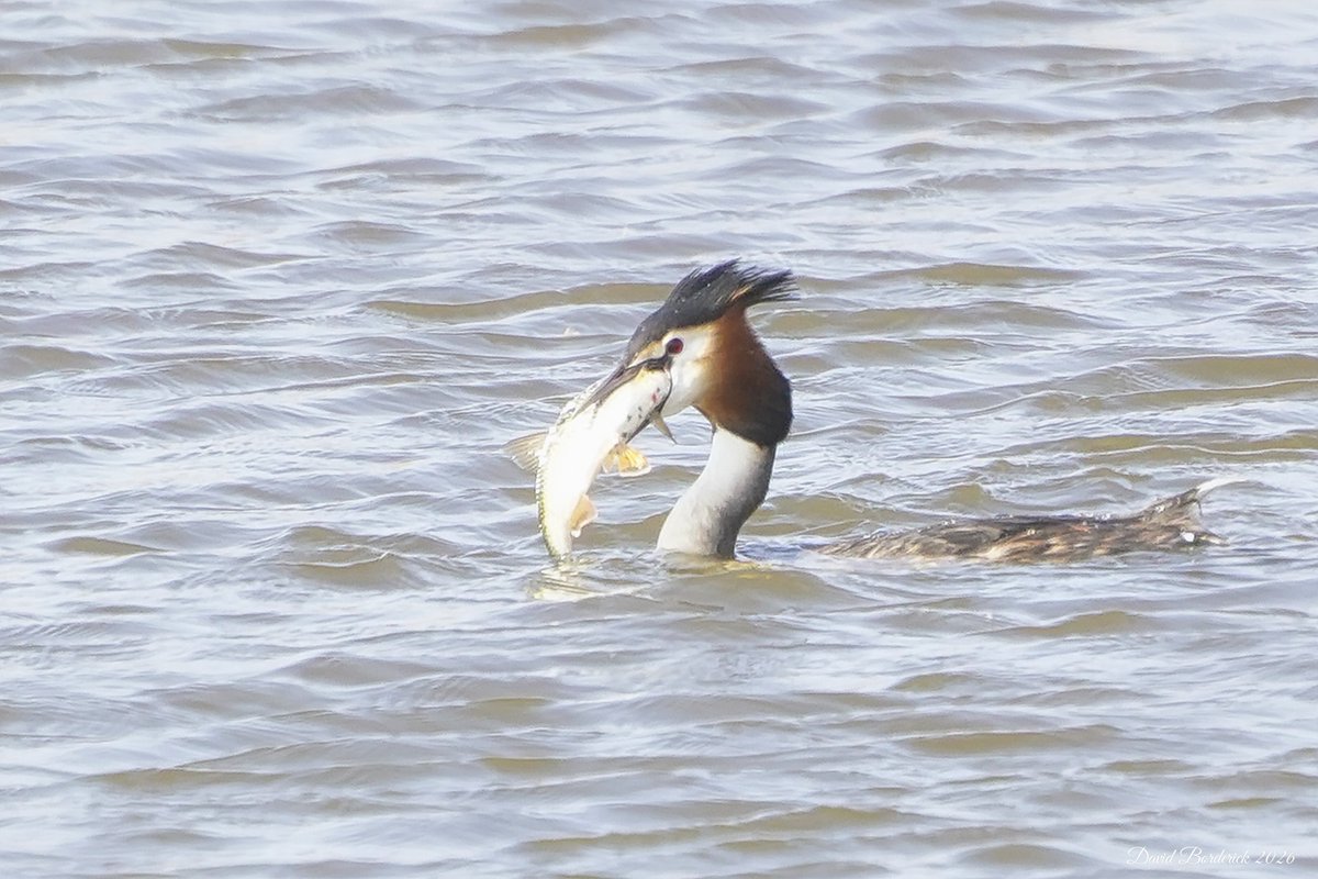 David Borderick tweet media