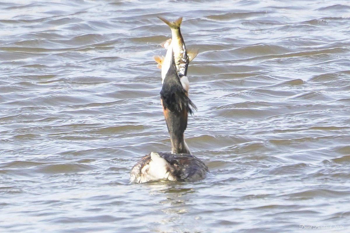 David Borderick tweet media