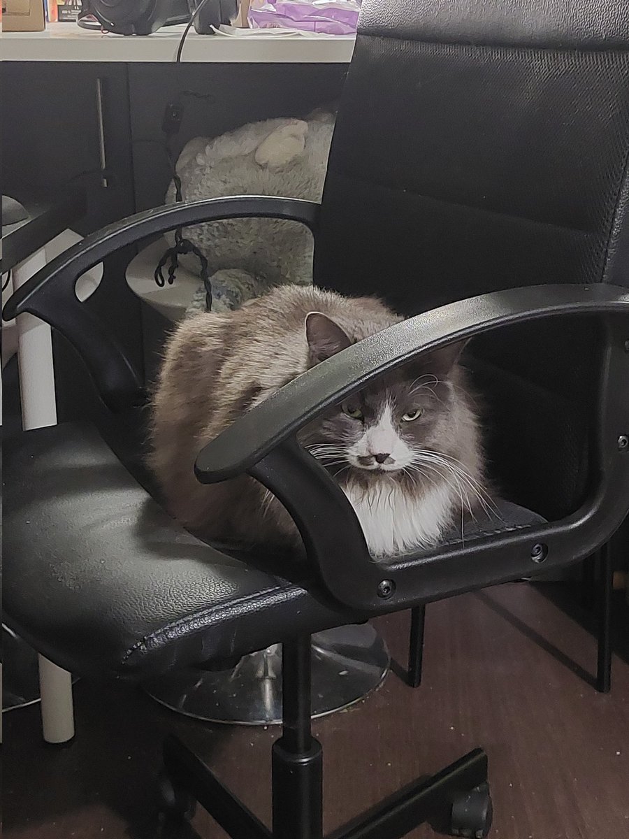 there's a loaf on my chair