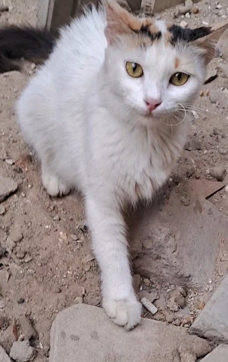 Animal Friends Shelter Gaza tweet media