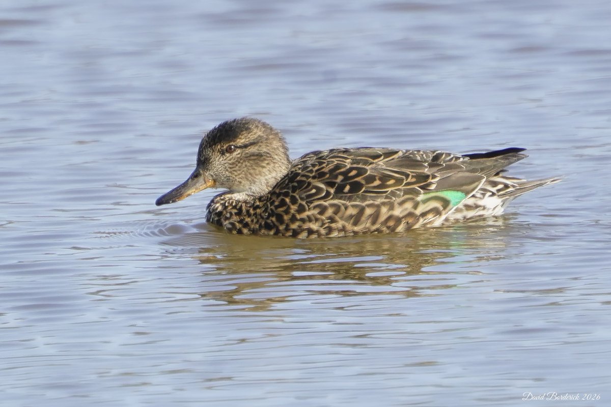 David Borderick tweet media