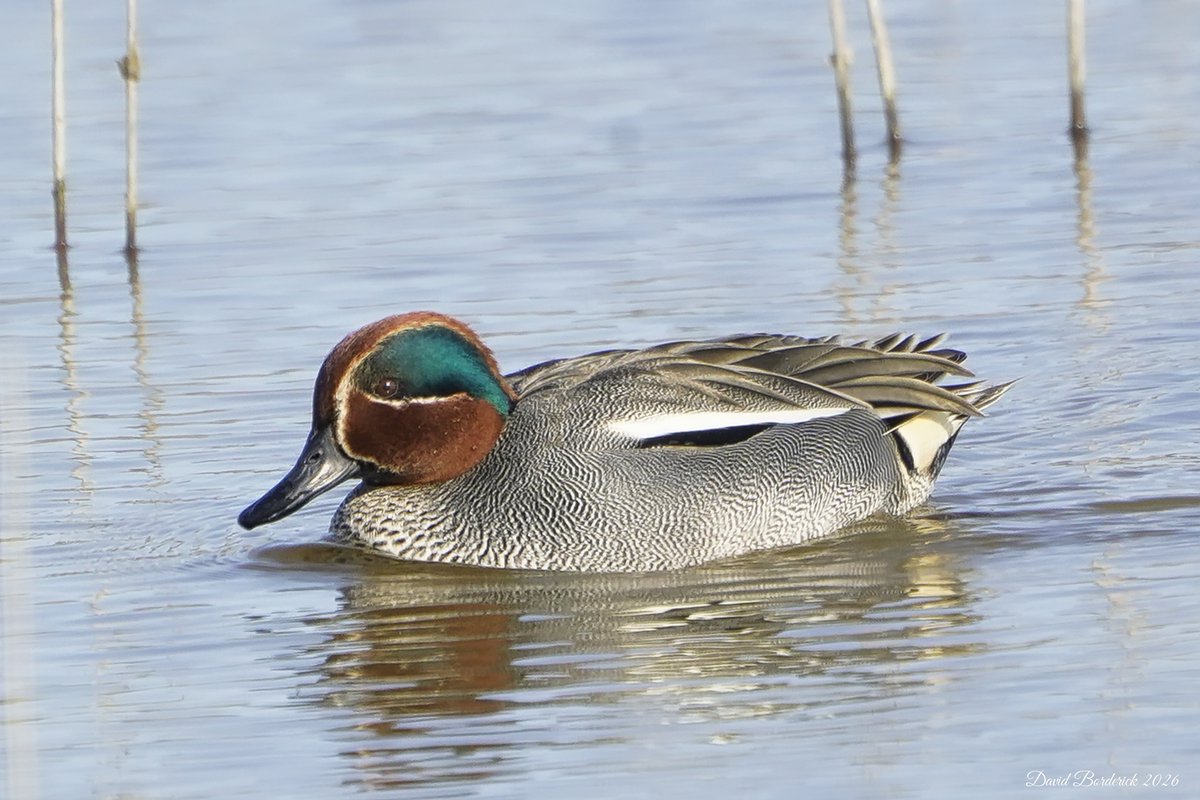 David Borderick tweet media