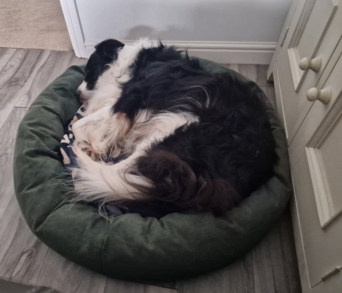 BorderEnigma's tweet photo. Walkies ✅
Sunday roast ✅
Playing in garden ✅
Now a lazy Sunday 💤 
Hope you're all having a nice rest of the weekend. https://t.co/W8TtunUnCK
