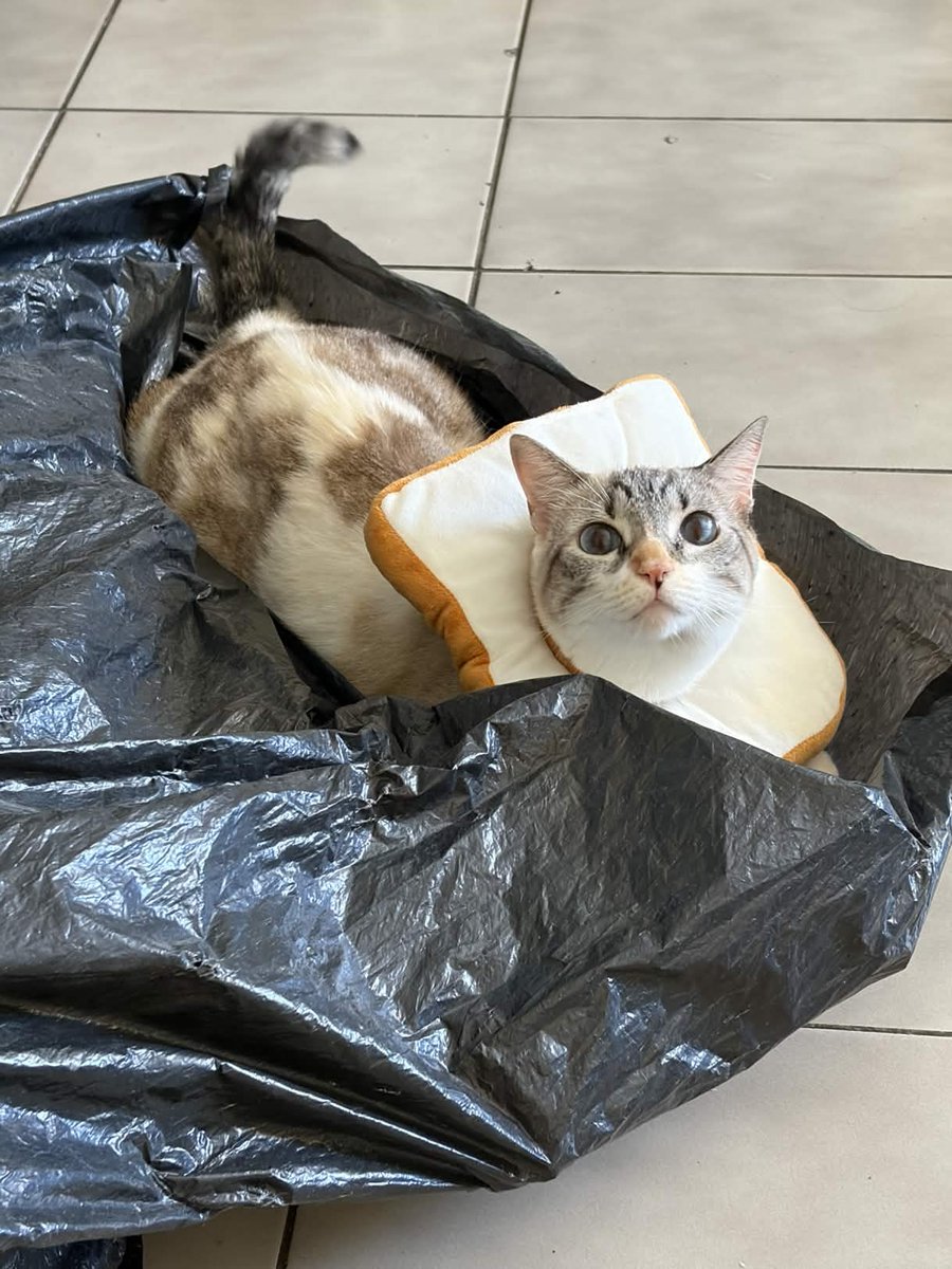 Bimbim🍭 she/her gorl cate tweet media