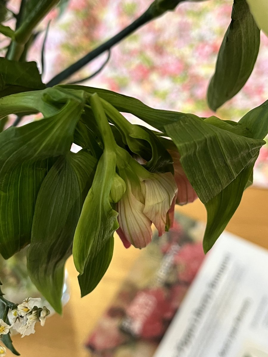 Jamie Wallis tweet media