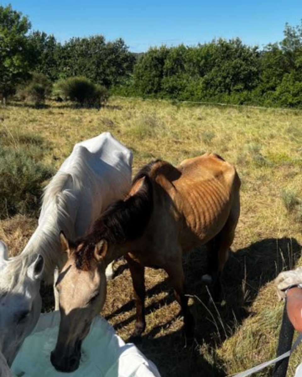 SPA_Officiel's tweet photo. Les images remplacent parfois mille mots.​

En 2025, la SPA est intervenue pour sauver 4 chevaux. Ils présentaient un état de malnutrition avancé et de nombreux signes de négligence. ​

Pris en charge par les équipes de la SPA, ils ont pu être soignés, nourris et progressivement remis sur pied.​

Aujourd’hui, l’un d’entre eux a déjà rejoint sa nouvelle famille. Les trois autres sont toujours à l’adoption au Grand Refuge de la SPA. ​

La SPA s’est constituée partie civile et reste dans l’attente d’une décision de justice qu’elle espère exemplaire.