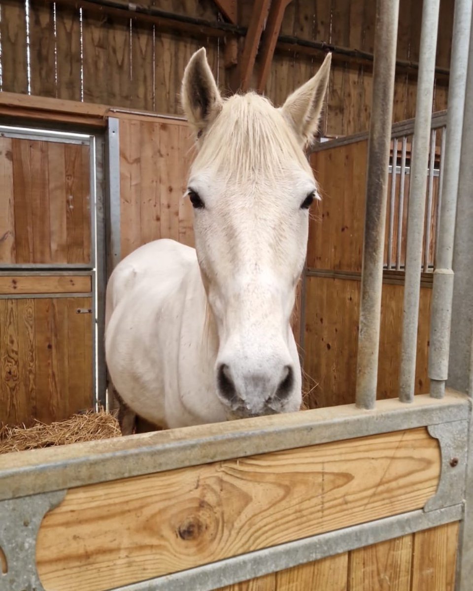 SPA_Officiel's tweet photo. Les images remplacent parfois mille mots.​

En 2025, la SPA est intervenue pour sauver 4 chevaux. Ils présentaient un état de malnutrition avancé et de nombreux signes de négligence. ​

Pris en charge par les équipes de la SPA, ils ont pu être soignés, nourris et progressivement remis sur pied.​

Aujourd’hui, l’un d’entre eux a déjà rejoint sa nouvelle famille. Les trois autres sont toujours à l’adoption au Grand Refuge de la SPA. ​

La SPA s’est constituée partie civile et reste dans l’attente d’une décision de justice qu’elle espère exemplaire.