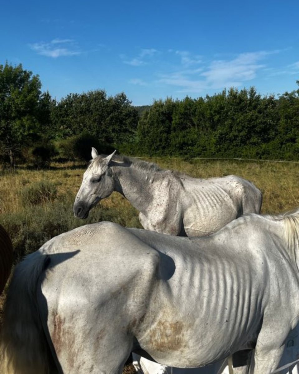 SPA_Officiel's tweet photo. Les images remplacent parfois mille mots.​

En 2025, la SPA est intervenue pour sauver 4 chevaux. Ils présentaient un état de malnutrition avancé et de nombreux signes de négligence. ​

Pris en charge par les équipes de la SPA, ils ont pu être soignés, nourris et progressivement remis sur pied.​

Aujourd’hui, l’un d’entre eux a déjà rejoint sa nouvelle famille. Les trois autres sont toujours à l’adoption au Grand Refuge de la SPA. ​

La SPA s’est constituée partie civile et reste dans l’attente d’une décision de justice qu’elle espère exemplaire.