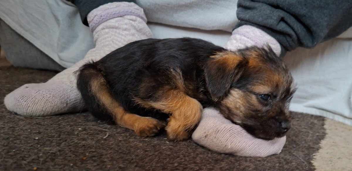 Reginald Barkley - sekretary of da social club! tweet media